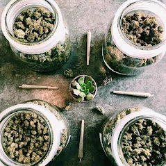 Strain Show: The Best CBD Strains for Different Needs and Effects
