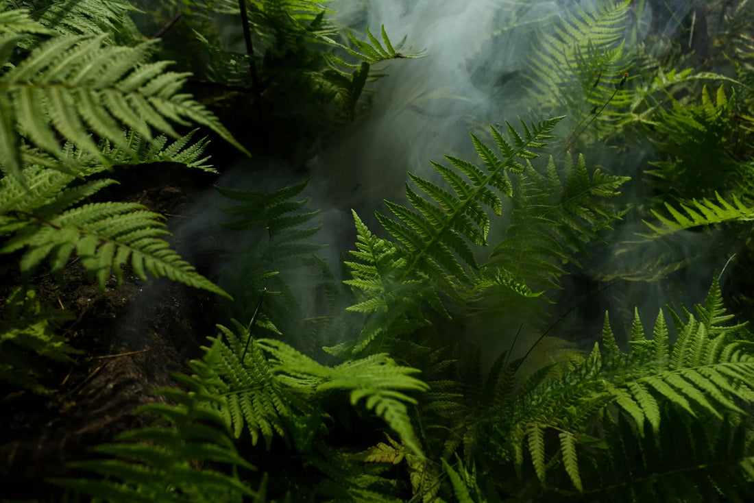 What Are Cannabinoids? Science About These Power Compounds